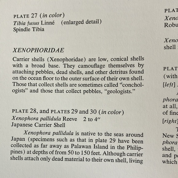 The Shell - coffee table book - Picture 11 of 11